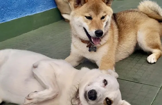 Creche de Cachorro