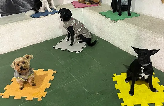 Hospedagem para Cachorro