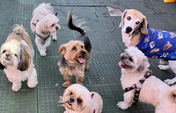 Hotelzinho para Cachorro
