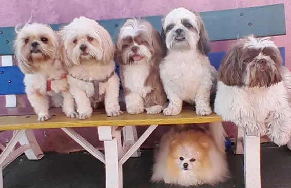Hotelzinho para Cachorro