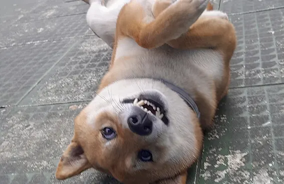 Hotelzinho para Cachorro