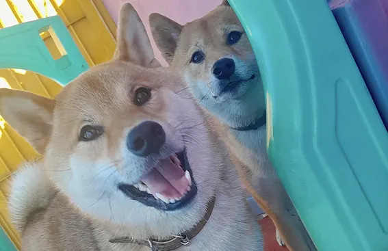 Socialização Canina