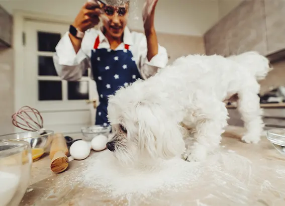curso-confeitaria-pet