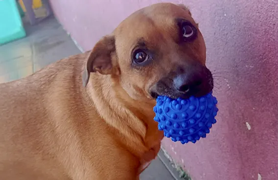 Enriquecimento Ambiental para Cachorro