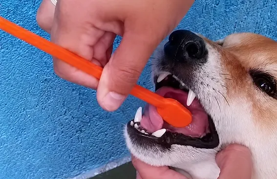 Hotelzinho para Cachorro