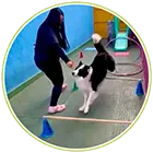 Socialização-canina-pets
