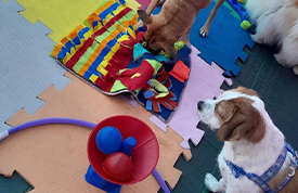 brincadeiras + creche para cachorro + jabaquara + sp + my baby pet
