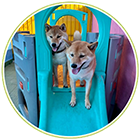 brincadeiras-my-baby-pet