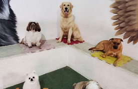 educacao + creche para cachorro + jabaquara + sp + my baby pet