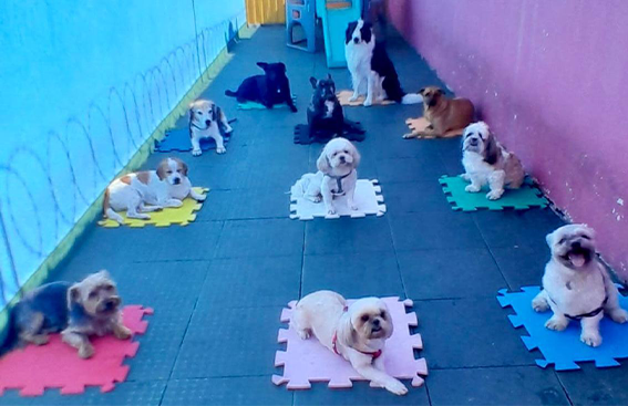 escola para cachorro + hospedagem canina + jabaquara + sp + my baby pet
