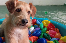 piscina + creche para cachorro + jabaquara + sp + my baby pet