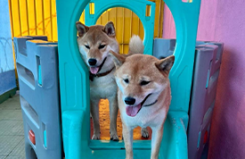 playground para pet + creche para cachorro + jabaquara + sp + my baby pet
