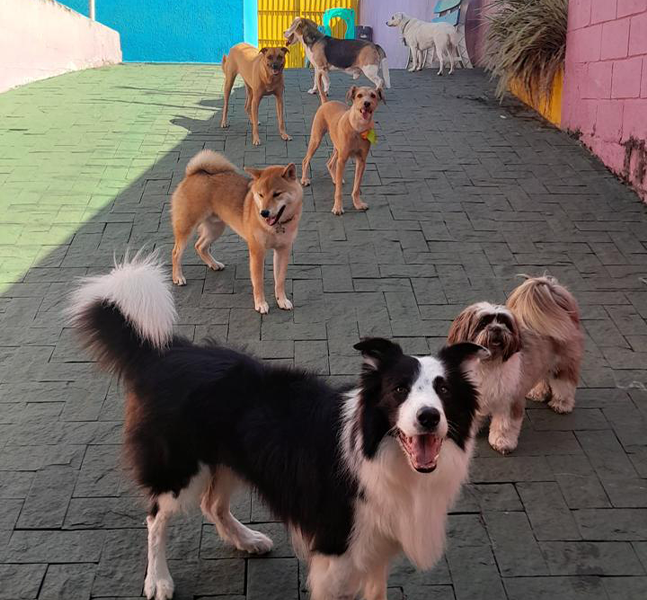 seguranca na creche para cachorro + supervisao canina + creche para cachorro + jabaquara + sp + my baby pet