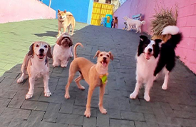 socializacao para cachorro + creche para cachorro + jabaquara + sp + my baby pet