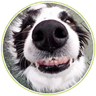 volta-casa-dog-my-baby-pet